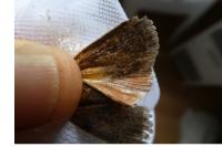 Amphipyra livida