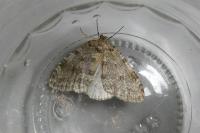 Epirrita