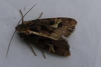 Trigonophora flammea