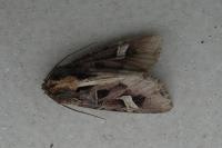 Trigonophora flammea