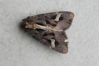 Trigonophora flammea