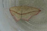 Timandra comae