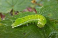 Phlogophora meticulosa