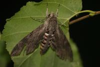 Agrius convolvuli