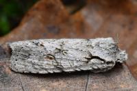 Lithophane ornitopus