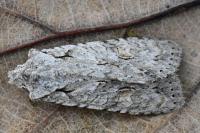 Lithophane ornitopus