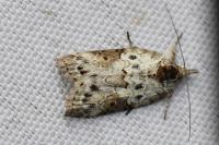 Nycteola revayana