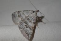 Scotopteryx bipunctaria