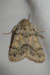 Dichagyris renigera renigera