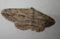 Peribatodes perversaria