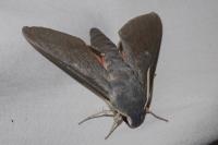 Hyles vespertilio