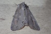 Polia bombycina