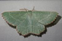 Thalera fimbrialis
