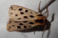 Chelis maculosa