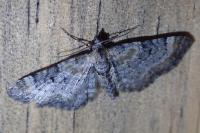 Eupithecia laquaearia