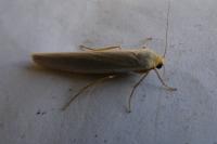 Eilema caniola