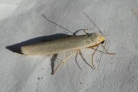 Eilema caniola