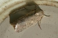 Spodoptera exigua