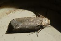 Spodoptera exigua