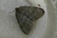 Epirrita