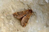 Ptilophora plumigera