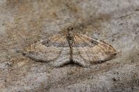 Nycterosea obstipata