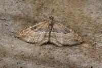 Nycterosea obstipata