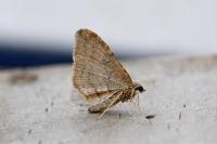 Nycterosea obstipata
