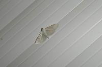 Palpita vitrealis