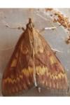 Ostrinia nubilalis
