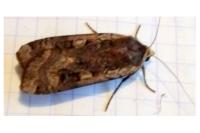 Noctua pronuba