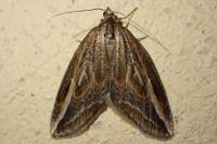 Chesias legatella