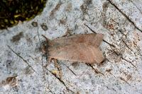 Agrochola lychnidis
