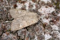 Ammoconia caecimacula