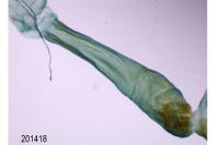 Dioryctria simplicella