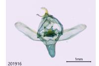 Theria primaria