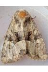 Lacanobia w-latinum