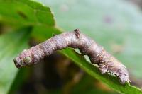 Opisthograptis luteolata
