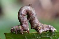Opisthograptis luteolata