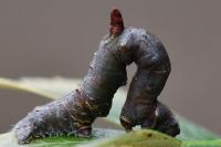 Opisthograptis luteolata