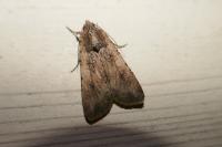 Peridroma saucia