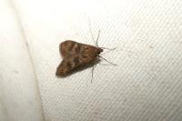 Nomophila noctuella
