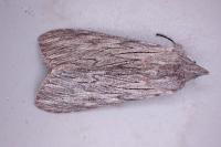 Cucullia lactucae