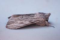Cucullia lactucae