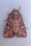 Mesapamea secalis
