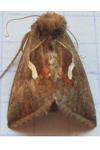 Macdunnoughia confusa