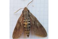 Hyloicus maurorum