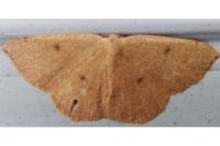 Cyclophora puppillaria