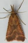 Synaphe punctalis