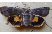 Noctua janthe/janthina